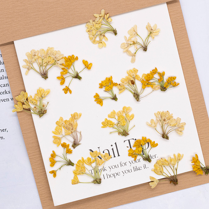 Dried Flower Bookmark - 24 adet, Doğal Gerçek Preslenmiş Çiçekler