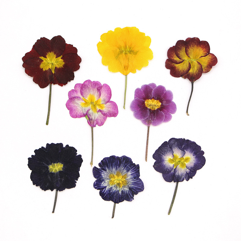 Dried Flower Bookmark - 48 Adet Avrupa Çiçeksiği Öğretim Kurutulmuş