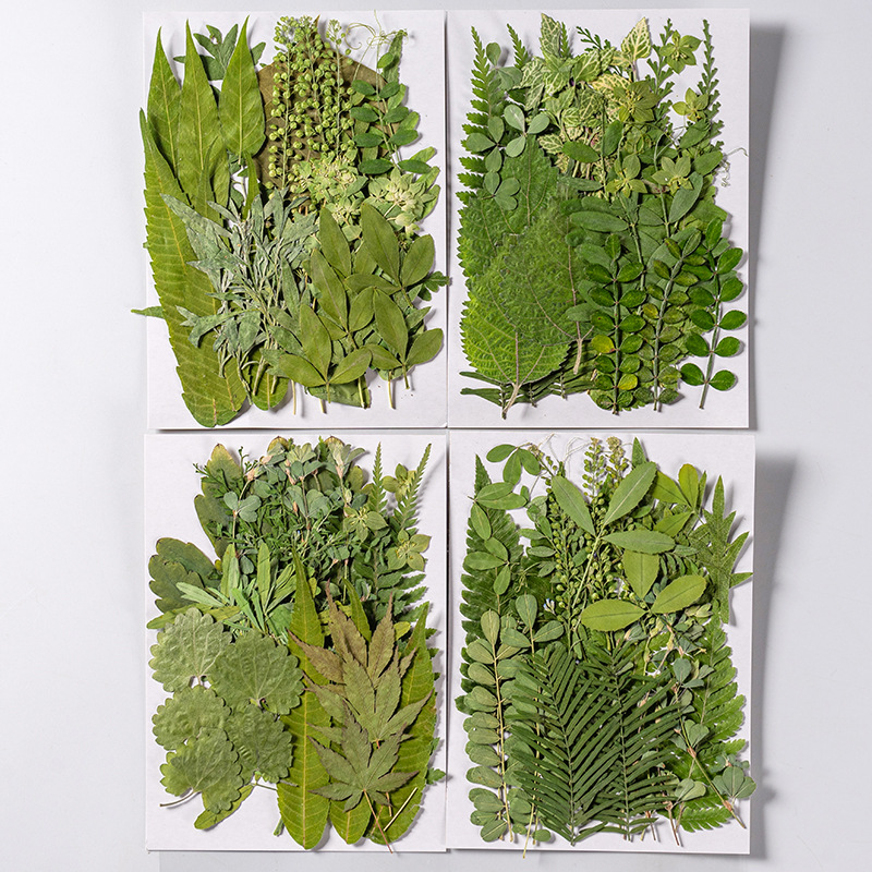 1 takım 35 adet Preslenmiş Kur - Dried Flower Bookmark incelemesi ve fiyatı