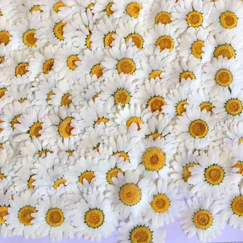 60X Preslenmiş Kurutulmuş Doğa - Dried Flower Bookmark incelemesi ve fiyatı