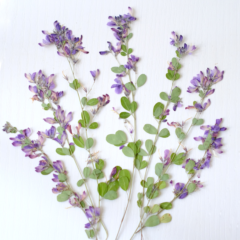 6 adet, doğa Lespedeza Formosa - Dried Flower Bookmark incelemesi ve fiyatı
