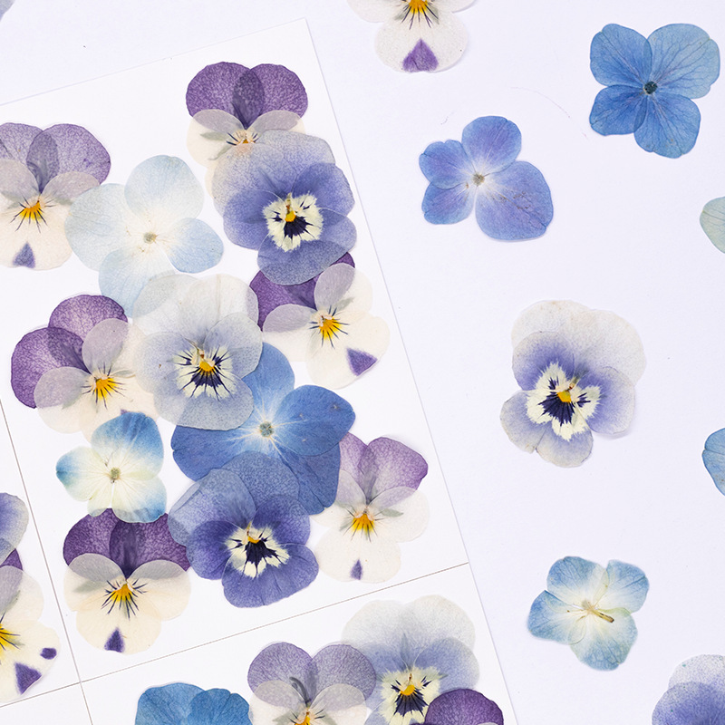 12 adet, Gerçek Viola Cornuta  - Dried Flower Bookmark incelemesi ve fiyatı