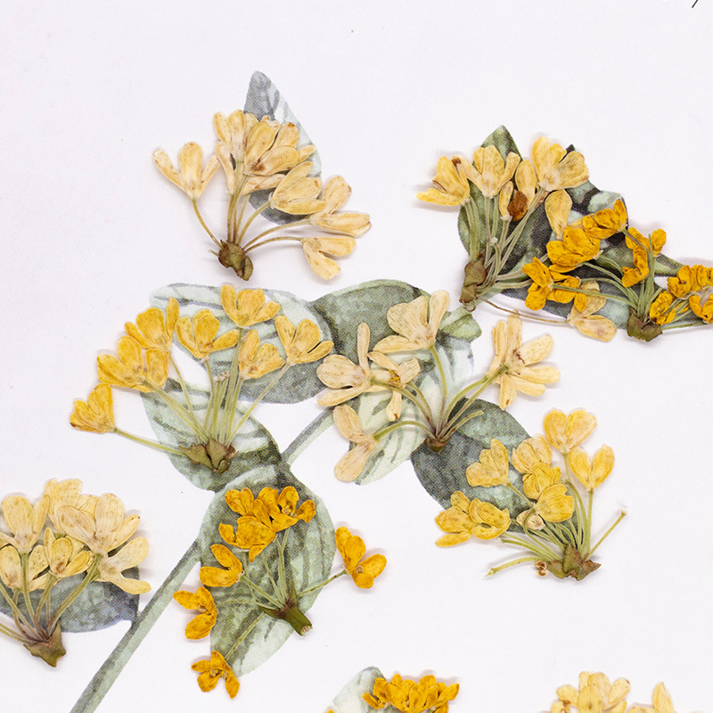 24 adet, Doğal Gerçek Preslenm - Dried Flower Bookmark incelemesi ve fiyatı