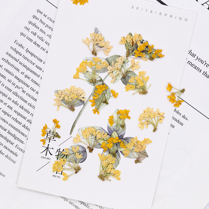 24 adet, Doğal Gerçek Preslenm - Dried Flower Bookmark incelemesi ve fiyatı