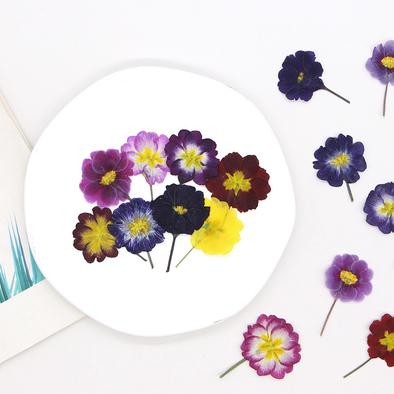 48 Adet Avrupa Çiçeksiği Öğret - Dried Flower Bookmark incelemesi ve fiyatı