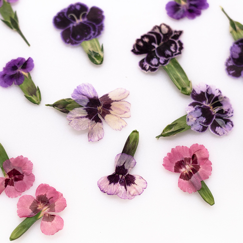 24 adet, Preslenmiş Kurutulmuş - Dried Flower Bookmark incelemesi ve fiyatı