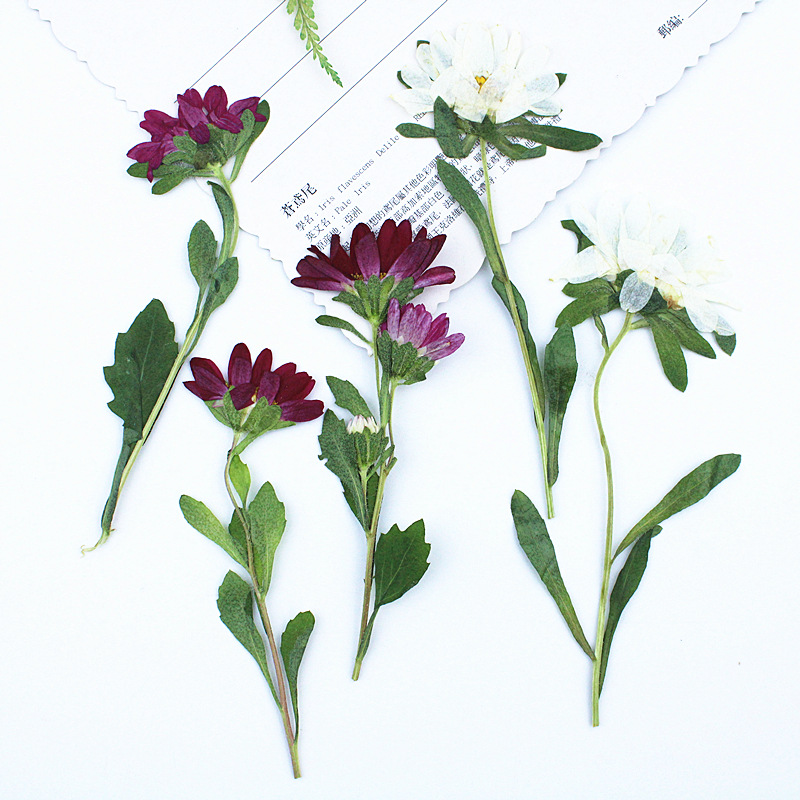 24 adet, Mini Krizantem Presle - Dried Flower Bookmark incelemesi ve fiyatı