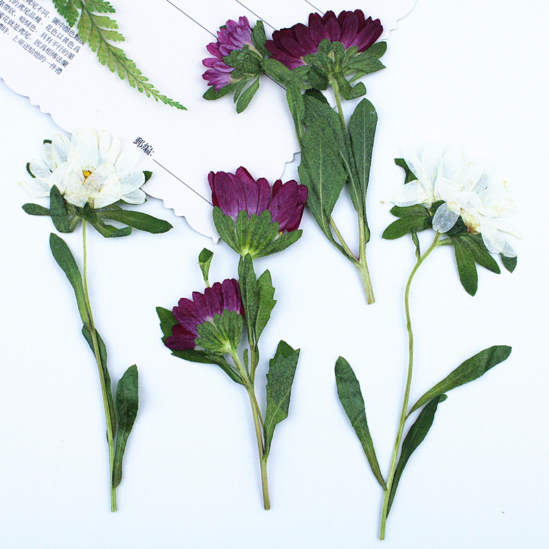 24 adet, Mini Krizantem Presle - Dried Flower Bookmark incelemesi ve fiyatı