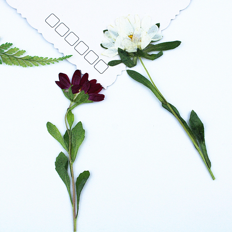 24 adet, Mini Krizantem Presle - Dried Flower Bookmark incelemesi ve fiyatı